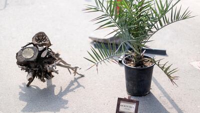 The group set off from Dubai Motor City for Bab Al Shams to plant a ghaf tree in remembrance. Reem Mohammed / The National