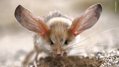 Big ears by Valeriy Maleev, Russia. Maleev was on a summer expedition to the Mongolian part of the Gobi Desert when he happened upon a long-eared jerboa. As blood moves through the ears of these usually nocturnal animals, excess heat dissipates across the skin and so the jerboa is able to stay cool. Valeriy Maleev / Wildlife Photographer of the Year