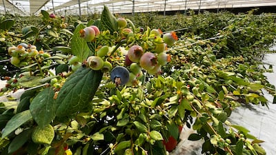 Blueberries being grown in Al Ain, which will soon be home to a Dh120 million agritech hub. Photo: Elite Agro