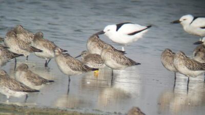 Great knots made a rare stopover at Khor Al Beidah in Umm Al Quwain last month. Courtesy: Oscar Campbell