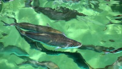 The salmon eggs are imported from Scotland and Iceland, the yellowtail from Chile and the seabass from Greece.