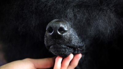 Siba, a standard poodle, is groomed before competing in the Best of Breed event. Photo: AP