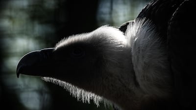 A close-up of a vulture.