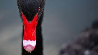 A black swan is pictured at the Retiro Park in Madrid. AFP