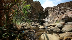 Wadi Wurayah became the UAE's first national park in 2013. Photo: The National