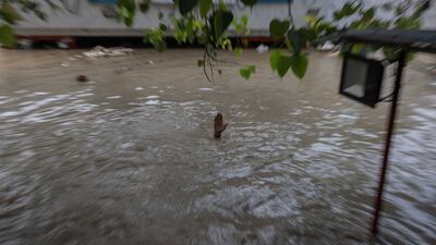The hand of a Hindu priest shows the level of floodwaters inside a temple after the Yamuna burst its banks. AFP