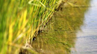 The ministry has partnered with South Korea's Rural Development Administration to create innovative ways to grow rice.