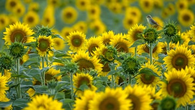 Sunflower songbird by Andres Luis Dominguez Blanco, showing a singing warbler surrounded by sunflowers in Spain, won Young Wildlife Photographer of the Year: 11-14 Years Award. Andres Luis Dominguez Blanco / Wildlife Photographer of the Year