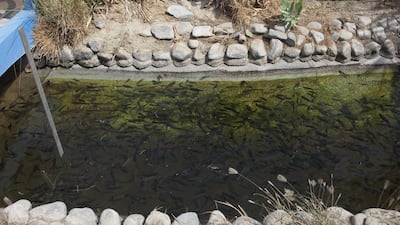 Fish are being bred to eat mosquito larvae. Jeff Topping / The National