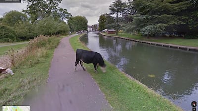 A screenshot of Google Street View of Coe Fen that shows the blurred face of a cow. Courtesy Google