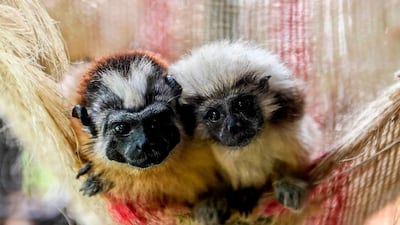 Two cotton-top tamarin monkeys rest on a hammock at Corpuraba's Wildlife Attention and Evaluation Centre (CAV) in Carepa, Antioquia department, Colombia. AFP