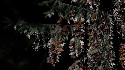 Non-migratory monarch butterflies in Central and South America were not designated as endangered. AP