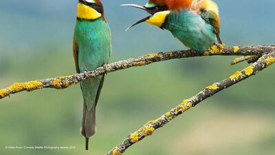 A female bird is far from impressed as her partner squarks towards her in this family disagreement caught in Croatia. Vlado Pirsa Donja Zdencina / The Comedy Wildlife Photography Awards 2019