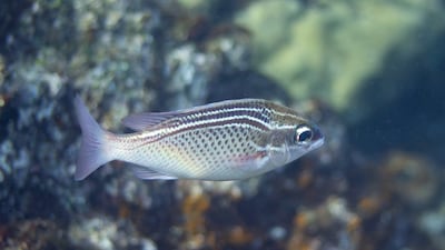 In warmer waters, larger fish may struggle to obtain enough food. Scolopsis ghanam, pictured, was one of the species studied. Photo: NYU Abu Dhabi