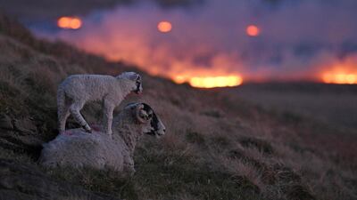 A sheep and a lamb on a hillside against a backdrop of flames from a moor fire on Marsden moor, near Huddersfield in northern England. AFP