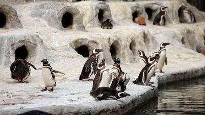 Magellanic penguins at San Francisco Zoo, California. EPA
