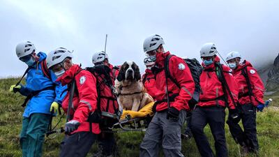 A handout picture released by Wasdale Moutain Rescue shows volunteers carrying Daisy, a 55kg St Bernard dog down from Scafell pike, one of England's highest peaks near Grasmere in northwest England. Sixteen rescuers were called out to save a St Bernard dog stranded on an English mountain, in an embarrassing episode for the member of a breed more famed for rescuing stricken humans from the icy dangers of the high Alps. AFP