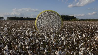 A cotton bail in a field during harvest on a farm. Extreme weather brought on by climate change sent cotton prices up by as much as 30 per cent. Bloomberg