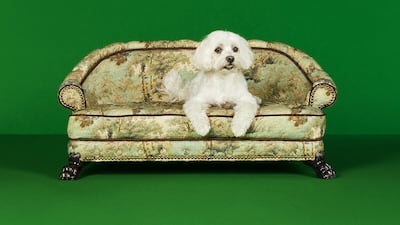 It's not a dog's life in a Radura bed from Gucci. It costs Dh32,900 ($8,957). Photo: Gucci