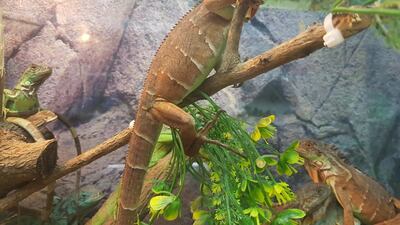 The worldwide investigation secured the recovery of 336 reptiles.