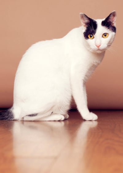 Kremena Ivanova's cat Miral, who suffers from seizures.