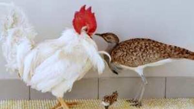 A houbara bustard chick, born from a chimeric chicken, is shown off by scientists from the Central Veterinary Research Laboratory, Dubai.
