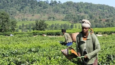 Workers pick tea at the Chewaka tea estate. They earn about Dh9 a week cutting and packing the leaves – three times what they would make in other jobs in the nearby villages