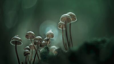 Antonio Coelho from Portugal won the bronze in the Plants and Fungi category. He took a picture of Mycenas fungi in Paredes, Portugal