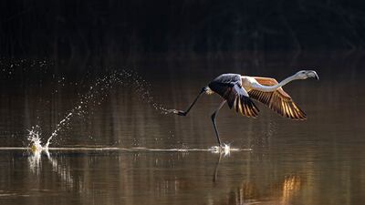 The winner of the Mangroves & Wildlife category in the Mangrove Photography Awards 2022, by Jayakumar MN, UAE. Photo: Jayakumar MN / Mangrove Photography Awards
