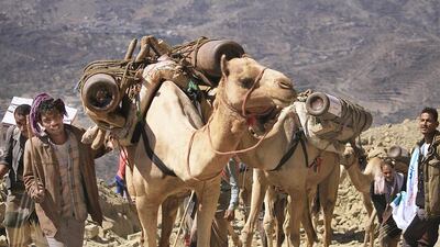 File photo taken on January 11, 2016 showing camels and donkeys smuggling oxygen tanks into areas in Taez, Yemen, during a siege by Houthi rebels. Hospitals in Taez were on August 22, 2016 still struggling to operate due to a shortage of medical supplies and doctors. Taha Saleh for The National