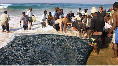 South Africans from Sezela, about 80 kilometres north of Durban, have in the past used the Sardine Run to supplement their incomes.