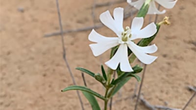 The blooms of the desert campion are often open at night. It is thought to be pollinated by nocturnal moths. Photo: Brigitte Howarth