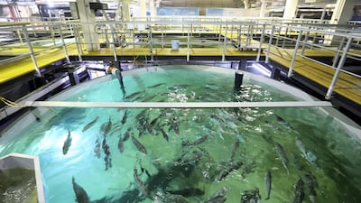 At Fish Farm, giant tanks filled with water have been naturally treated to mimic the characteristics of some of the world’s biggest oceans, including the Atlantic and Pacific. All photos by Chris Whiteoak / The National