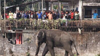 People stand on rooftops to watch a wild elephant that strayed into town on Wednesday, February 10. The panicked elephant ran amok, trampling parked cars and motorbikes before it was tranquilised. AP Photo
