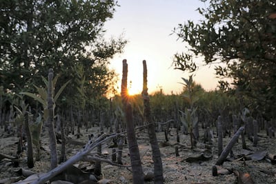 Dubai Mangrove Forest will be home to 40 species of birds. Pawan Singh / The National