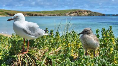 The area has a thriving bird population