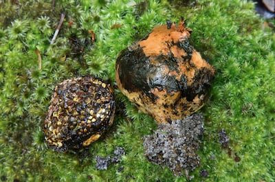 Millions of species of fungi have been digitised, which could help speed up the identification of those at risk of extinction. Photo: Bryn Dentinger
