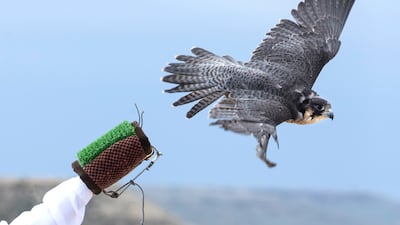 Important progress has been made in bringing wildlife back from the brink of extinction, including the peregrine falcon. The National