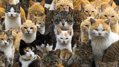 An army of cats rules in a remote island in southern Japan, curling up in abandoned houses or strutting about in a fishing village that is overrun with felines outnumbering humans six to one. Reuters