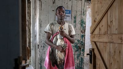 Raptor technician John Kyalo Mwanzia subdues a critically endangered white-backed vulture that is being prepared for an X-ray at the centre