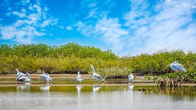 A group of pink-backed pelicans roam the mangroves of Senegal, a vital natural resource to turn the tide against climate change. Alamy