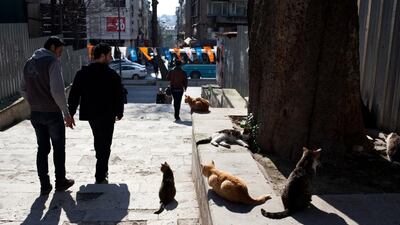Civil servant Azat Yalcin, who angered his bosses when he blew the whistle on rampant official corruption, was assigned the dubious task of counting stray cats, such as these outside the Sulamaniye Mosque in Istanbul's Fatih municipality. Holly Pickett for The National