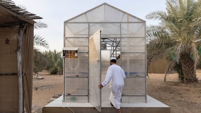 Mr Alfalahi uses a temperature-controlled green house for the dates to dry and mature