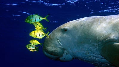 New research by the Zoological Society of London and the Chinese Academy of Sciences has led researchers to declare that one of the ocean's most gentle giants, the dugong, is now functionally extinct in China. PA