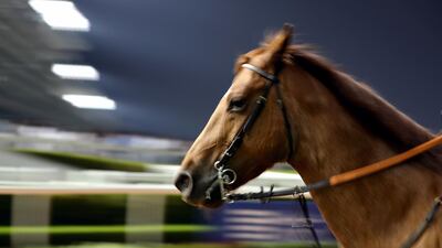A horse goes round the parade ring at a race meeting at Meydan Racecourse in Dubai on Thursday night.