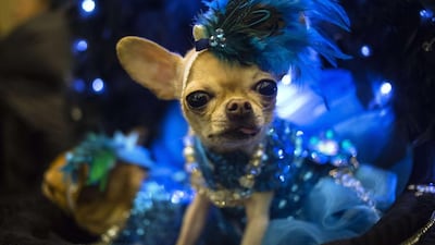 A dog is pictured during the 2014 New York Pet Fashion Show. Eric Thayer / Reuters
