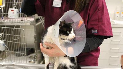 Bart was treated for a broken jaw, a ruptured eye and facial lacerations. He should recover in six weeks. Danyelle Ho / Humane Society of Tampa Bay / AP Photo