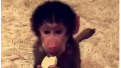 Baby baboons, poisonous slow loris and tigers are among the creatures available for sale on UAE-based Instagram pages.