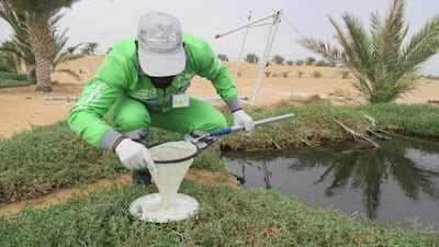 The biting insects are targeted by the inspection and monitoring teams of the Pest Control Projects Department with digital traps, that measure the volume of mosquitoes. Courtesy, Tadweer