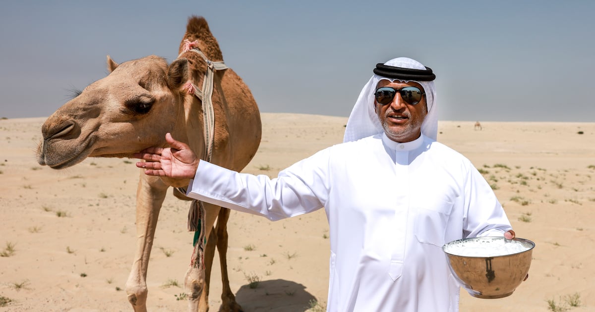 The rains have fallen, the desert's in bloom - and camel grazing season ...